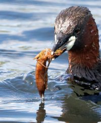 DSC_2176-DxO_Little_Grebe+Nymph_crop_cmc2_00x.jpg