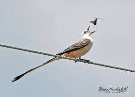 scissortail_flycatcher_0003a_sm.jpg