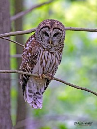 cades_cove_barred_owl_1111a_sm.jpg