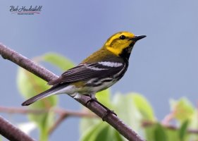 black_throated_greeen_warbler_9090a.jpg