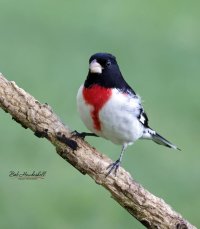 rose_breasted_grosbeak.jpg