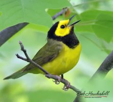 hooded_warbler.jpg