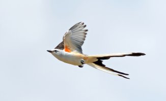 scissor-tailed_flycatcher_2131.jpg