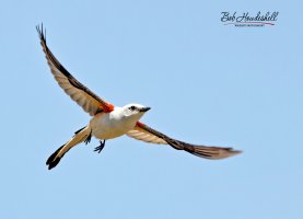 scissor-tailed_flycatcher_8765a_sm.jpg