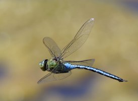 309A5922-DxO_emperor_dragonfly_flying-lssm.jpg