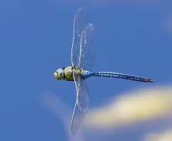 309A5942-DxO_emperor_dragonfly_flying-lssm.jpg