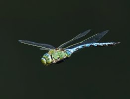309A6000-DxO_emperor_dragonfly_flying-lssm.jpg