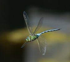 309A6027-DxO_emperor_dragonfly_flying-lssm.jpg