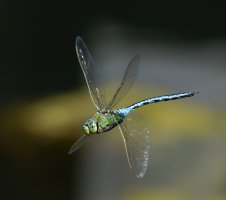 309A6027-DxO_emperor_dragonfly_flying-lssm.jpg