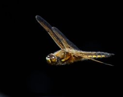 309A5984-DxO_4_spot_chaser_dragonfly_flying.jpg