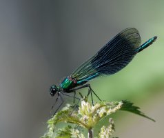 Banded_Demoiselle_1.jpg