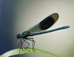 Banded_Demoiselle_2.jpg