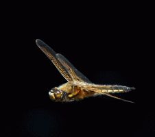 4-spot_chaser_dragonfly_gif.gif