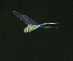 Emperor_dragon flying_1sec_gif.gif