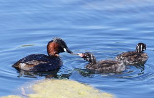 309A6559-DxO_little_grebe_passing_worm_chick.jpg