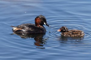 309A6936-DxO_little_grebe+chick_small.jpg