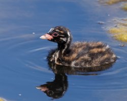 309A6983-DxO_little_grebe_chick.jpg