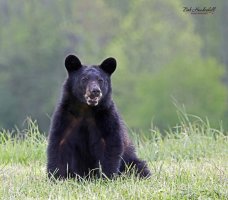 black_bear_5-3-21_0000a_sm.jpg