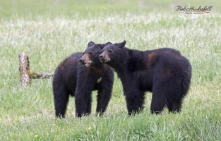 cades_cove_bears_987a_sm.jpg