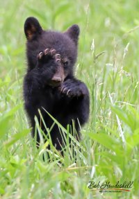 cades_cove_cub_one paw_0000a.jpg