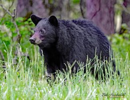 cades_cove_bear_mom_9999a_sm.jpg