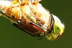green_eyed_hawker_DIF14_detail.JPG