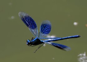 309A7613-DxO_banded_damoiselle-lsm.jpg