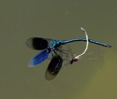 309A7620-DxO_banded_damoiselle-lssm.jpg