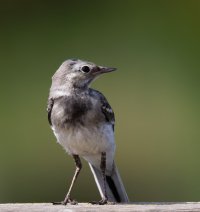 309A7408-DxO_Juvenile_pied_wagtail.jpg