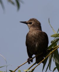 309A7329-DxO_Juvenile_starling.jpg