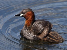 309A7577-DxO_Little_Grebe_chick_piggybacking.jpg