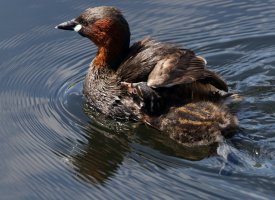 309A7585-DxO_Little_Grebe_chick_piggybacking small.jpg