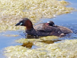 309A7598-DxO_Little_Grebe_chick_piggyback.jpg