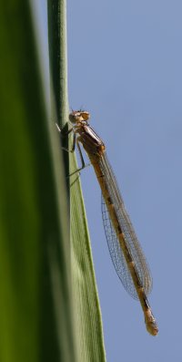 309A7815-DxO_1000mm_female_common_blue_damselfly.jpg