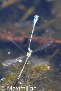 azure_damselflies_mating_DIF1.JPG
