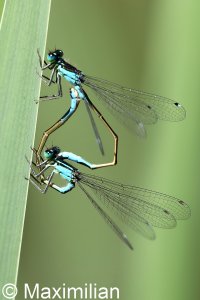 blue_tail_mating_01.JPG