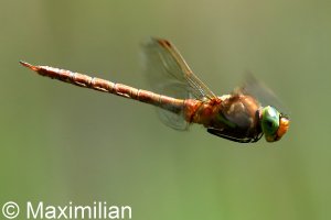 green_eyed_hawker_DIF16.JPG