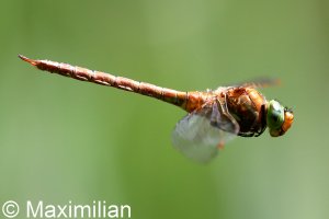 green_eyed_hawker_DIF17.JPG