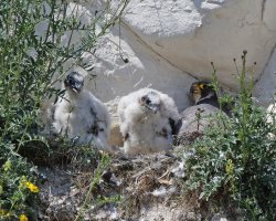 309A8326-DxO_peregrine_falcon_chicks+adult_vvgSH.jpg