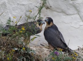 309A8069-DxO_1000mm_Peregrine_falcon_chicks.jpg