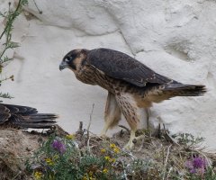 309A8131-DxO_1000mm_Peregrine_falcon_chick.jpg