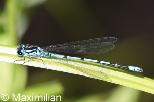 azure_damselfly_01.JPG