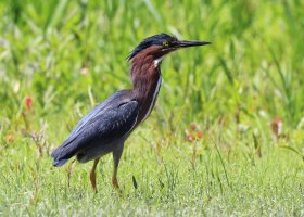 Green heron.jpg