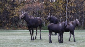 moose family_s_58444.JPG
