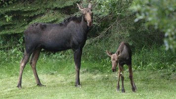 Moose mother and calf_s_57950.JPG