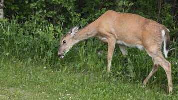 Deer F_s_1263.JPG