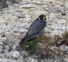 309A7842-DxO_500mm_Peregrine_falcon.jpg