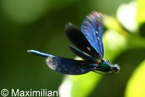 demoiselle_DIF02.JPG