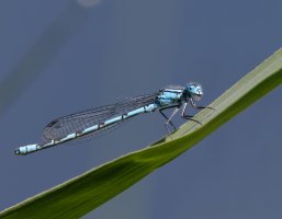 309A7828-DxO_1000mm_common_blue_damselfly.jpg