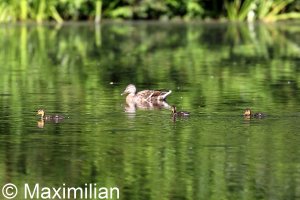 family_mallard_01.JPG